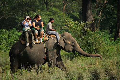 Elephant ride in Jaldapara Forest